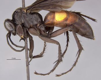 Media type: image;   Entomology 13685 Aspect: habitus lateral view